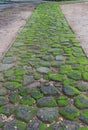 Green moss on old stone footpath Royalty Free Stock Photo