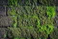 Green moss on old stone wall as background texture Royalty Free Stock Photo