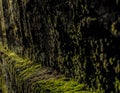 Green moss texture on old stone wall, background