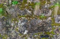 Green moss on old stone wall Royalty Free Stock Photo