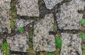 Green moss on old stone wall Royalty Free Stock Photo