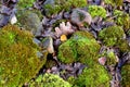 Green moss on old stones in the forest, background, texture Royalty Free Stock Photo