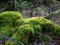 Green moss on an old stump in the forest Royalty Free Stock Photo