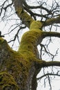 Green moss on an old tree trunk