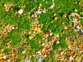 Green moss on orange stones. close up, top view Royalty Free Stock Photo