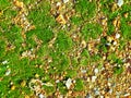 Green moss on orange stones. close up, top view Royalty Free Stock Photo