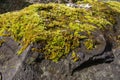 green moss pad Royalty Free Stock Photo