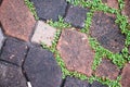 Green moss on paving bricks stone footpath texture background Royalty Free Stock Photo