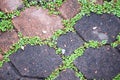 Green moss on paving bricks stone footpath texture background Royalty Free Stock Photo