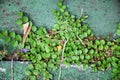 Green moss on paving bricks stone footpath texture background Royalty Free Stock Photo