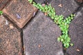 Green moss on paving bricks stone footpath texture background Royalty Free Stock Photo