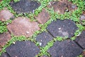 Green moss on paving bricks stone footpath texture background Royalty Free Stock Photo