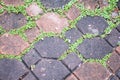 Green moss on paving bricks stone footpath texture background Royalty Free Stock Photo