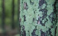 Green moss on a pine bark. Nature background. Royalty Free Stock Photo