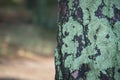 Green moss on a pine bark. Nature background. Royalty Free Stock Photo