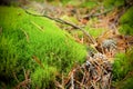 Green moss in pine forest