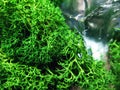 Green moss plant nature blue fragment glass stone macro photo