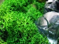 Green moss plant nature blue fragment glass stone macro photo Royalty Free Stock Photo