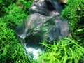 Green moss plant nature blue fragment glass stone macro photo