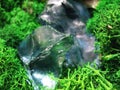 Green moss plant nature blue fragment glass stone macro photo