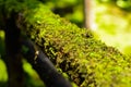 moss plant on the wooden pathway with sunlight shine on it