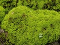 green moss plants that grow abundantly