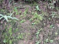 green moss plants that live on cliffs