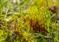 Green moss Polytrichopsida close up Royalty Free Stock Photo