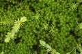 Green moss