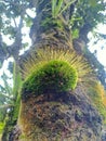 green moss on the rambutan tree Royalty Free Stock Photo