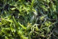 Green moss in rays of bright spring sun close-up texture background with Royalty Free Stock Photo