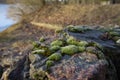 Moss on stones in close-up Royalty Free Stock Photo