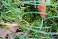 Green moss reproduction close up macro Royalty Free Stock Photo