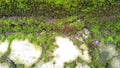 green moss on the roadside wall with the background Royalty Free Stock Photo