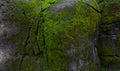 Green moss on rock