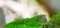 Green moss on a rock close-up Royalty Free Stock Photo