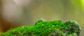 Green moss on a rock close-up Royalty Free Stock Photo