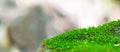 Green moss on a rock close-up Royalty Free Stock Photo