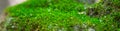 Green moss on a rock close-up Royalty Free Stock Photo