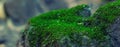 Green moss on a rock close-up Royalty Free Stock Photo