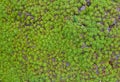 Green moss on a rock