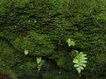 green moss on rock, green background, close-up view Royalty Free Stock Photo