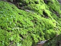 Green moss on rock in the jungle Royalty Free Stock Photo