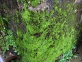 Green moss on rock in the jungle Royalty Free Stock Photo