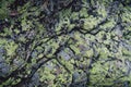 Green moss on rocks. Natural texture Royalty Free Stock Photo