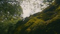 Green moss on rocky hill. Action. Beautiful cover of moss on rocky areas in green park. Green moss on background of