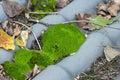 green moss on roof close up Royalty Free Stock Photo