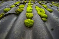 Green moss on the roof Royalty Free Stock Photo