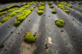 Green moss on the roof Royalty Free Stock Photo