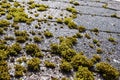 Green moss on a roof slates.